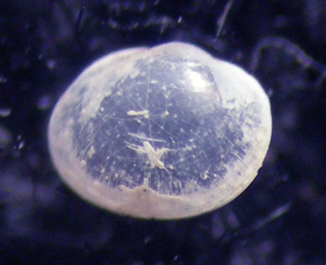 Microgloma tumidula